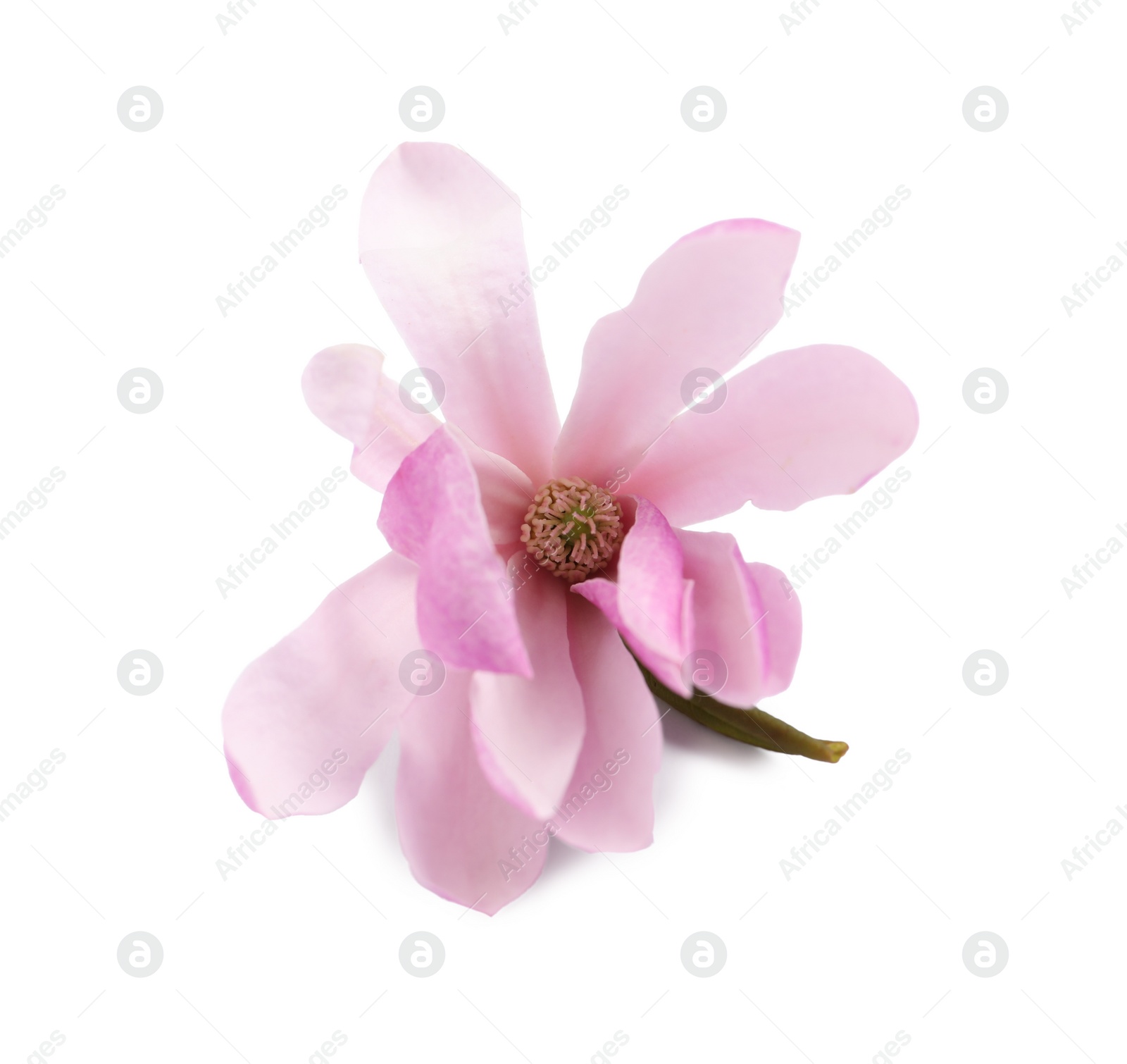 Beautiful pink magnolia flower isolated on white Photo of Beautiful pink magnolia flower isolated on white