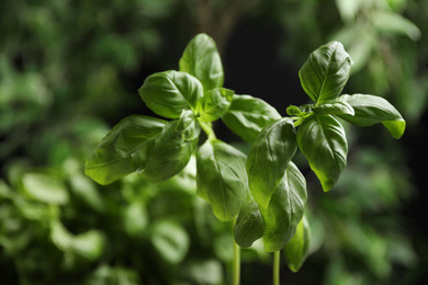 Fresh green basil on blurred background, closeup Photo of Fresh green basil on blurred background, closeup