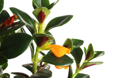 Leaves of beautiful Goldfish plant isolated on white Photo of Leaves of beautiful Goldfish plant isolated on white