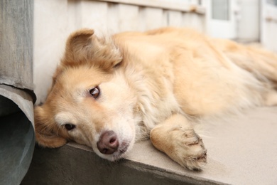 Homeless dog on porch outdoors. Abandoned animal Photo of Homeless dog on porch outdoors. Abandoned animal
