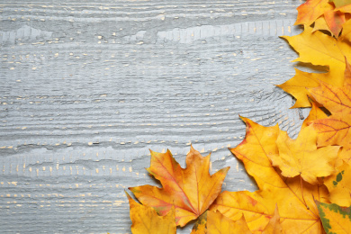 Beautiful autumn leaves and space for text on light grey wooden background, top view Photo of Beautiful autumn leaves and space for text on light grey wooden background, top view