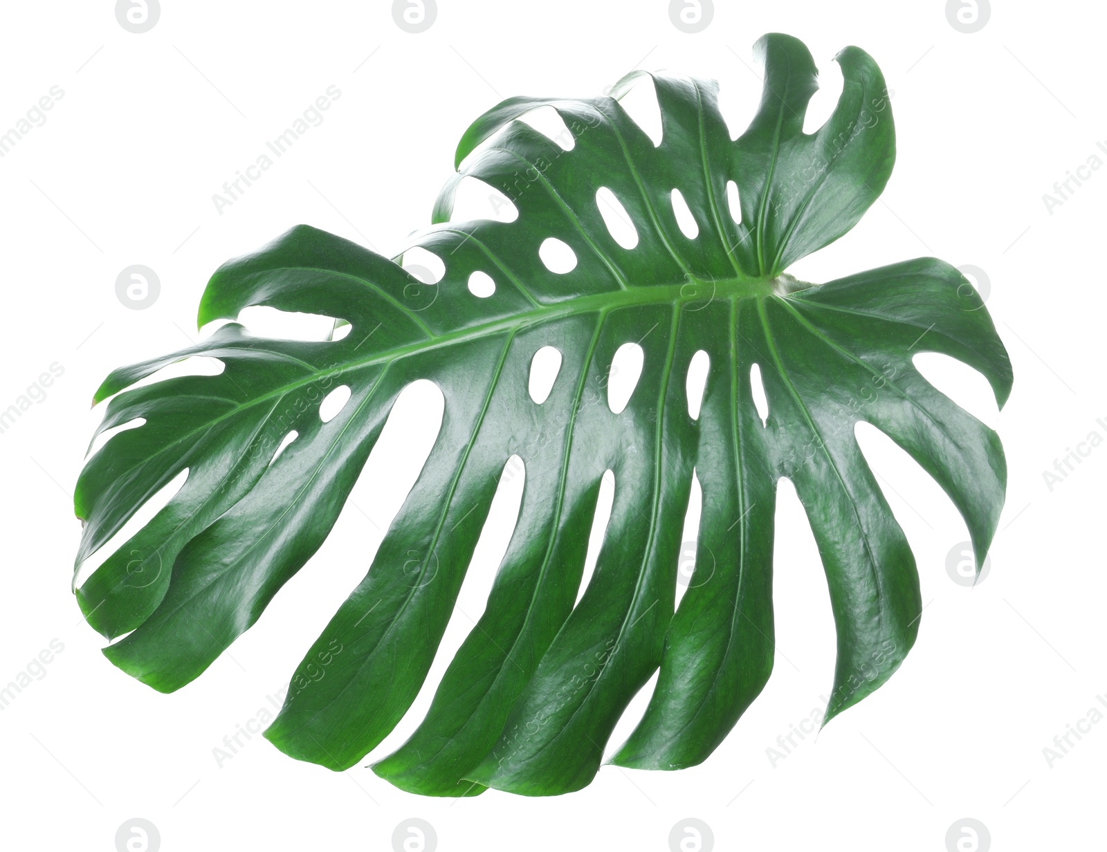 Tropical monstera leaf isolated on white Photo of Tropical monstera leaf isolated on white