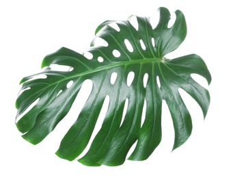 Tropical monstera leaf isolated on white Photo of Tropical monstera leaf isolated on white