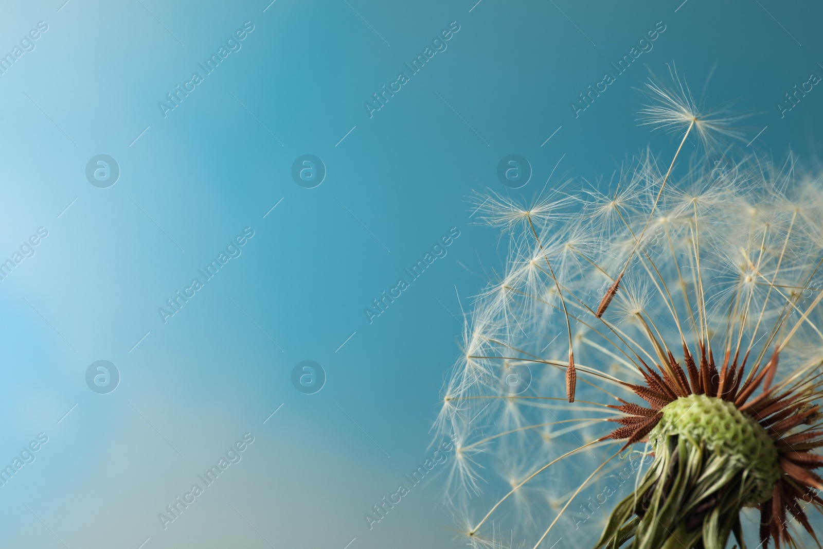 Beautiful dandelion flower on light blue background, closeup. Space for text Photo of Beautiful dandelion flower on light blue background, closeup. Space for text