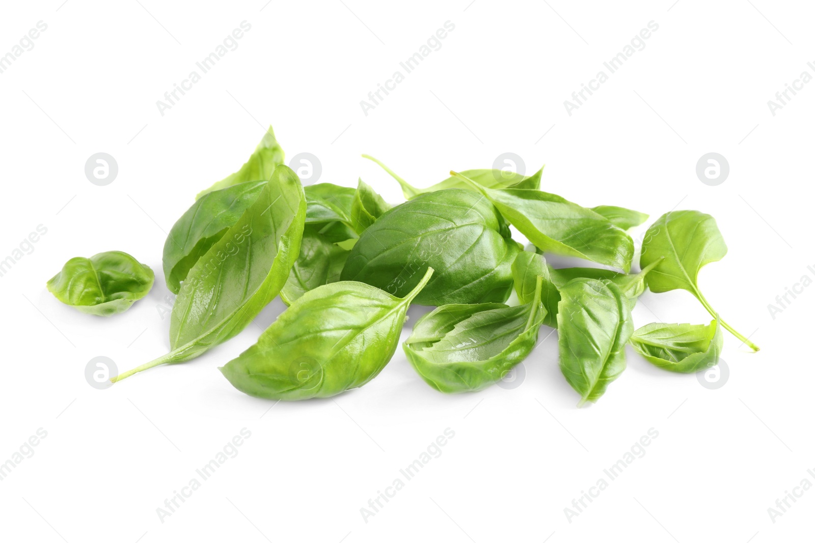 Pile of fresh basil leaves isolated on white Photo of Pile of fresh basil leaves isolated on white