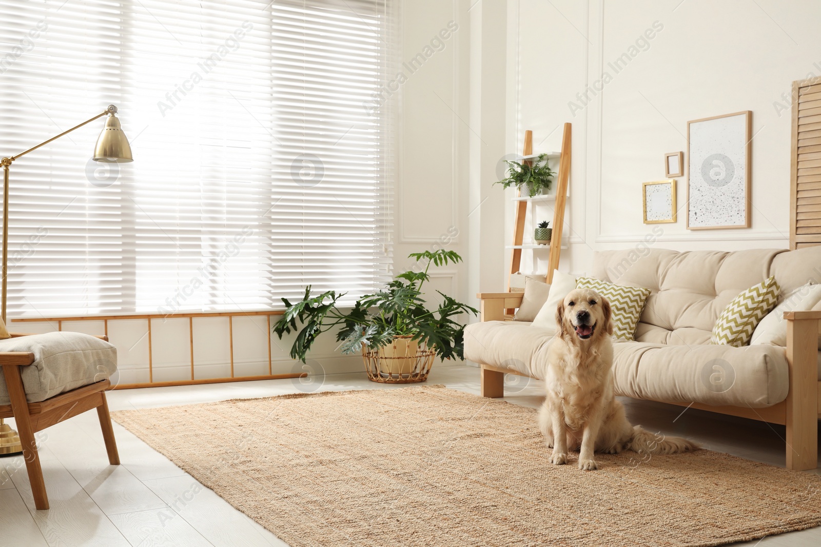 Adorable Golden Retriever dog in living room Photo of Adorable Golden Retriever dog in living room