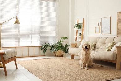 Adorable Golden Retriever dog in living room Photo of Adorable Golden Retriever dog in living room