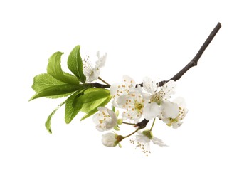 Beautiful fresh cherry blossoms isolated on white Photo of Beautiful fresh cherry blossoms isolated on white