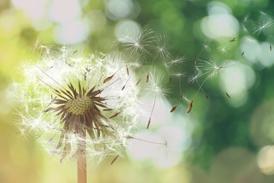 Beautiful fluffy dandelion and flying seeds outdoors on sunny day Image of Beautiful fluffy dandelion and flying seeds outdoors on sunny day