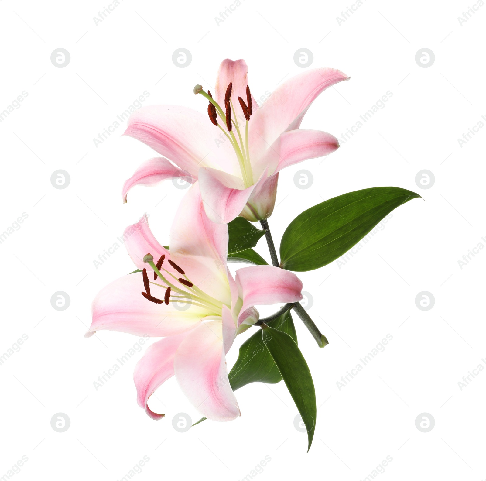 Beautiful lily plant with pink flowers isolated on white Photo of Beautiful lily plant with pink flowers isolated on white