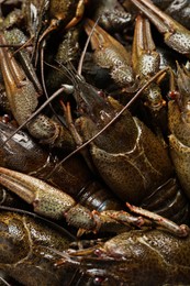 Heap of fresh raw crayfishes as background, closeup Photo of Heap of fresh raw crayfishes as background, closeup