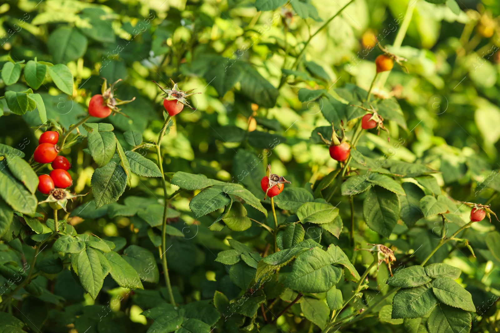 Photo of Rose hip bush with ripe red berries in garden