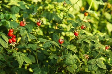 Rose hip bush with ripe red berries in garden Photo of Rose hip bush with ripe red berries in garden