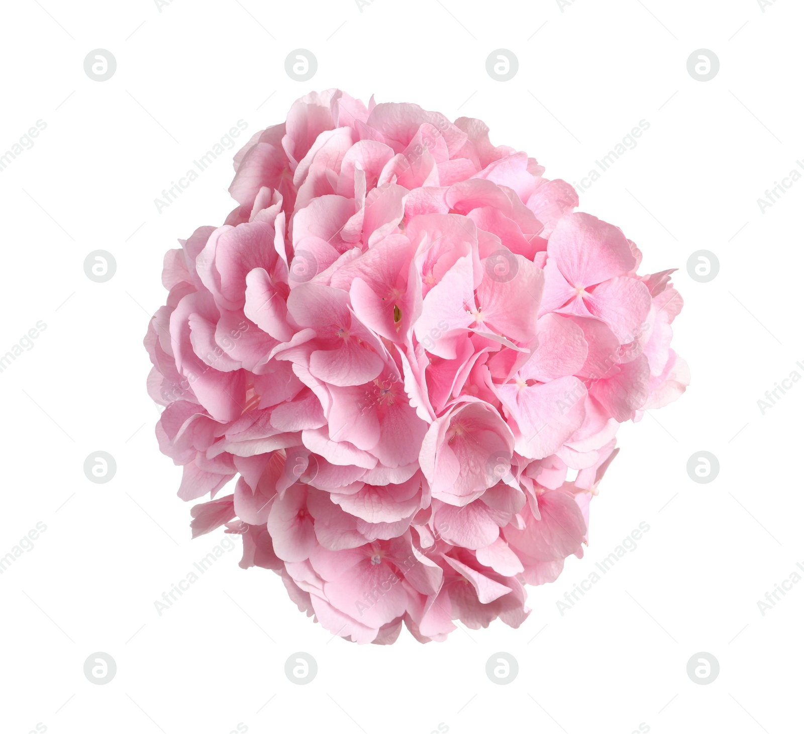 Delicate pink hortensia flowers on white background, top view Photo of Delicate pink hortensia flowers on white background, top view
