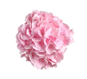 Delicate pink hortensia flowers on white background, top view Photo of Delicate pink hortensia flowers on white background, top view
