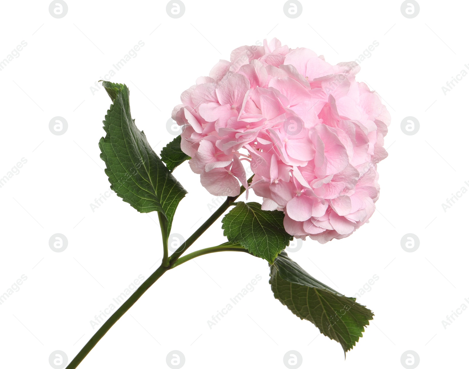 Branch of hortensia plant with delicate flowers on white background Photo of Branch of hortensia plant with delicate flowers on white background