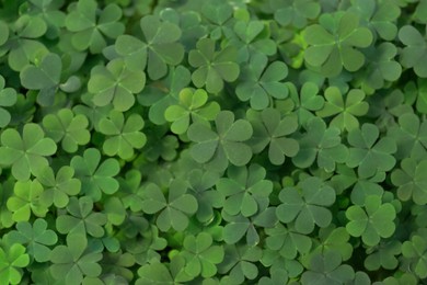 Top view of beautiful green clover leaves Photo of Top view of beautiful green clover leaves