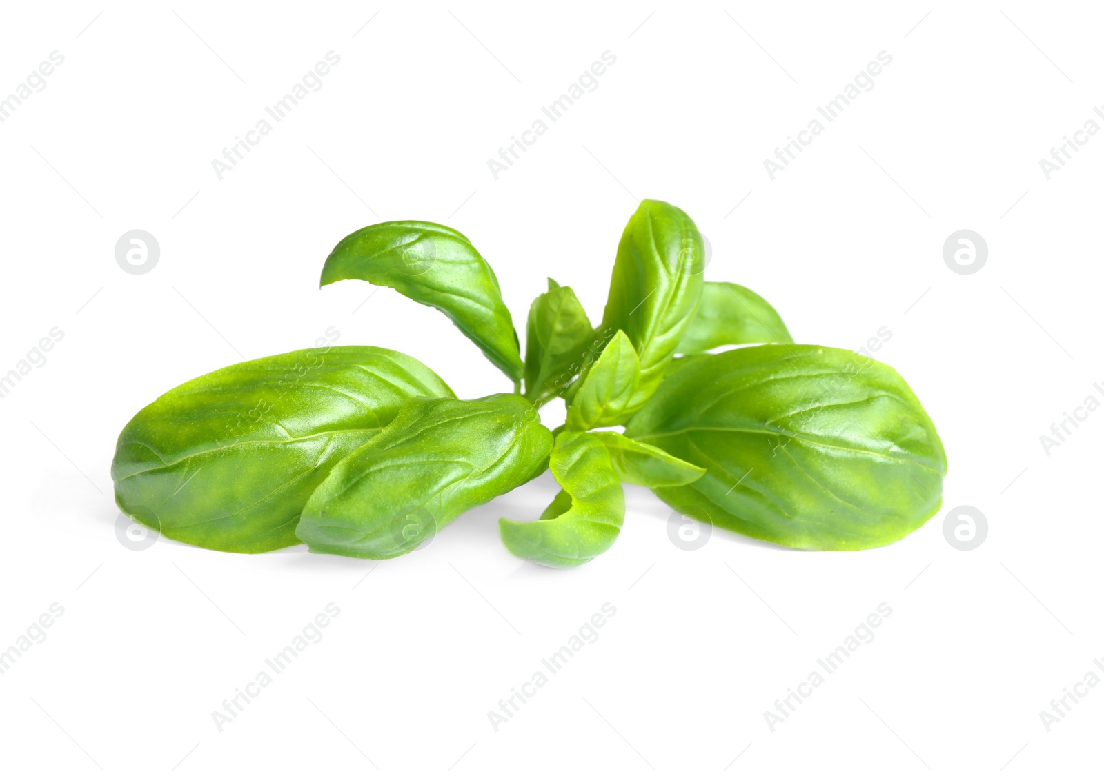 Fresh green basil leaves isolated on white Photo of Fresh green basil leaves isolated on white