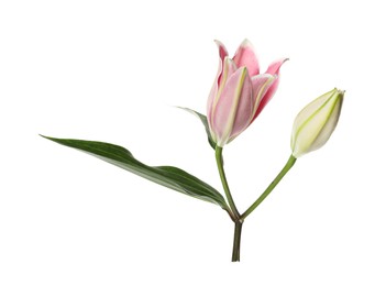 Beautiful pink lily flower isolated on white Photo of Beautiful pink lily flower isolated on white