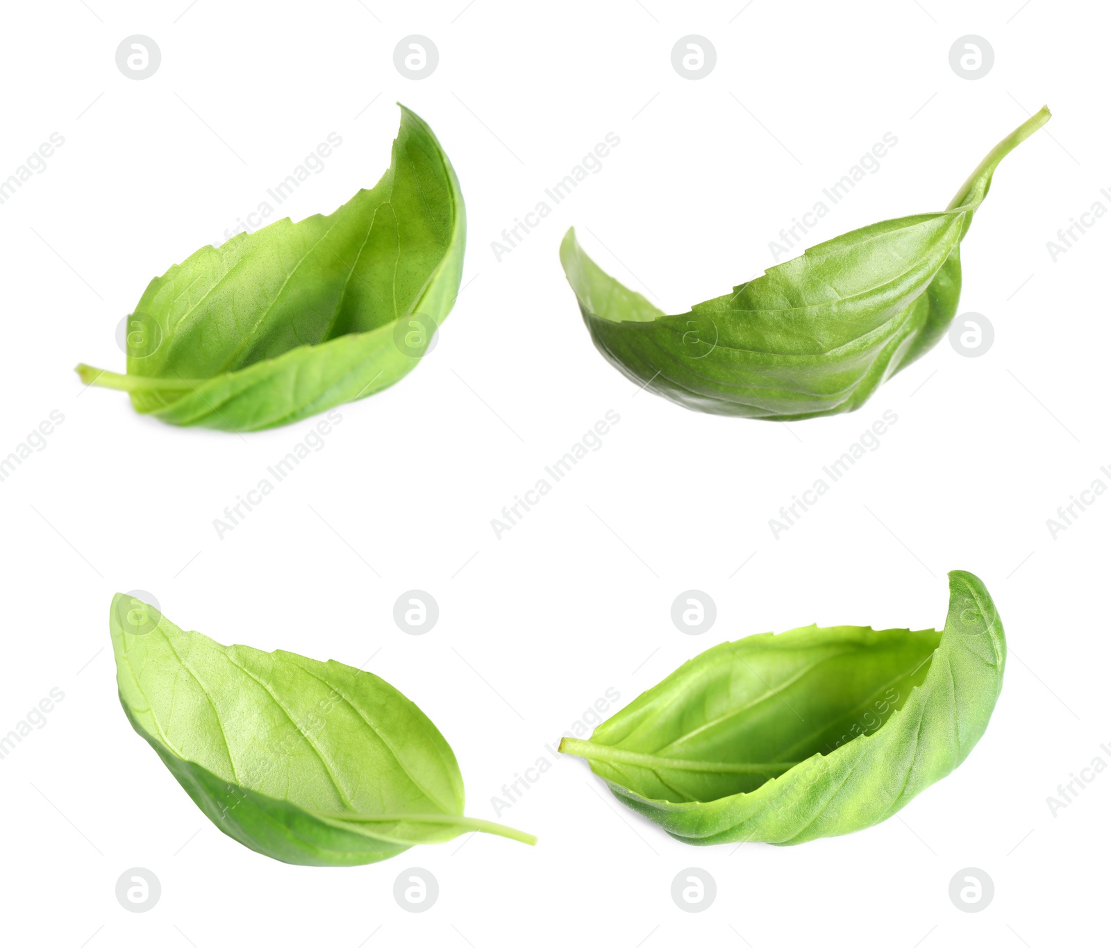 Four fresh green basil leaves on white background Image of Four fresh green basil leaves on white background