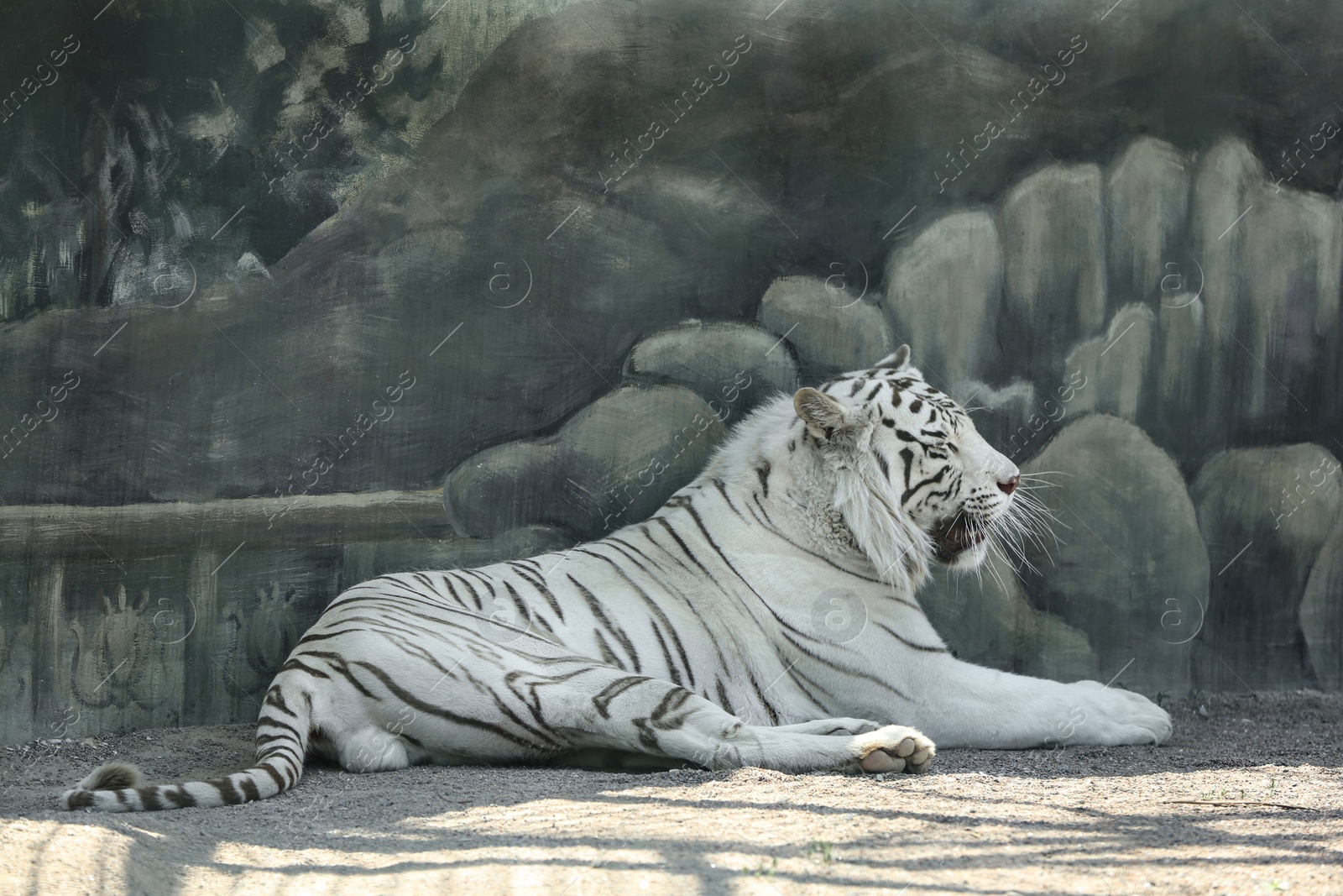 Photo of Bengal white tiger in zoo on sunny day