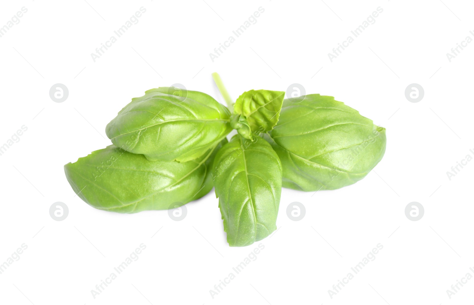 Fresh green basil leaves isolated on white Photo of Fresh green basil leaves isolated on white