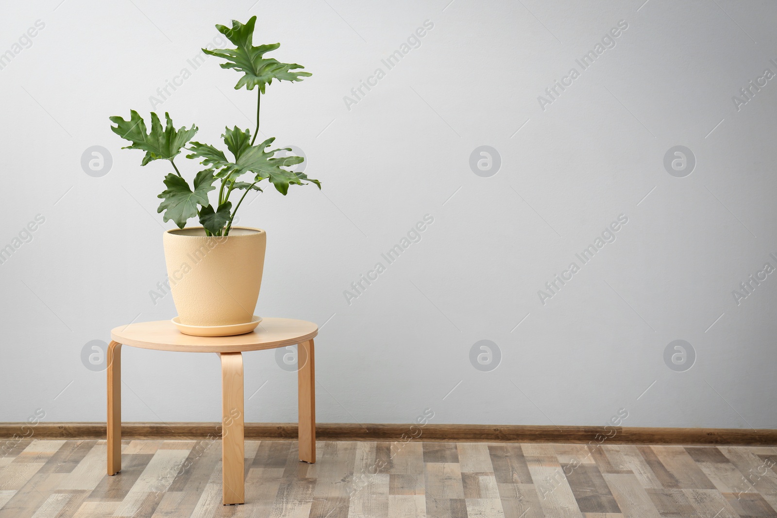 Tropical philodendron with big leaves on table indoors Photo of Tropical philodendron with big leaves on table indoors