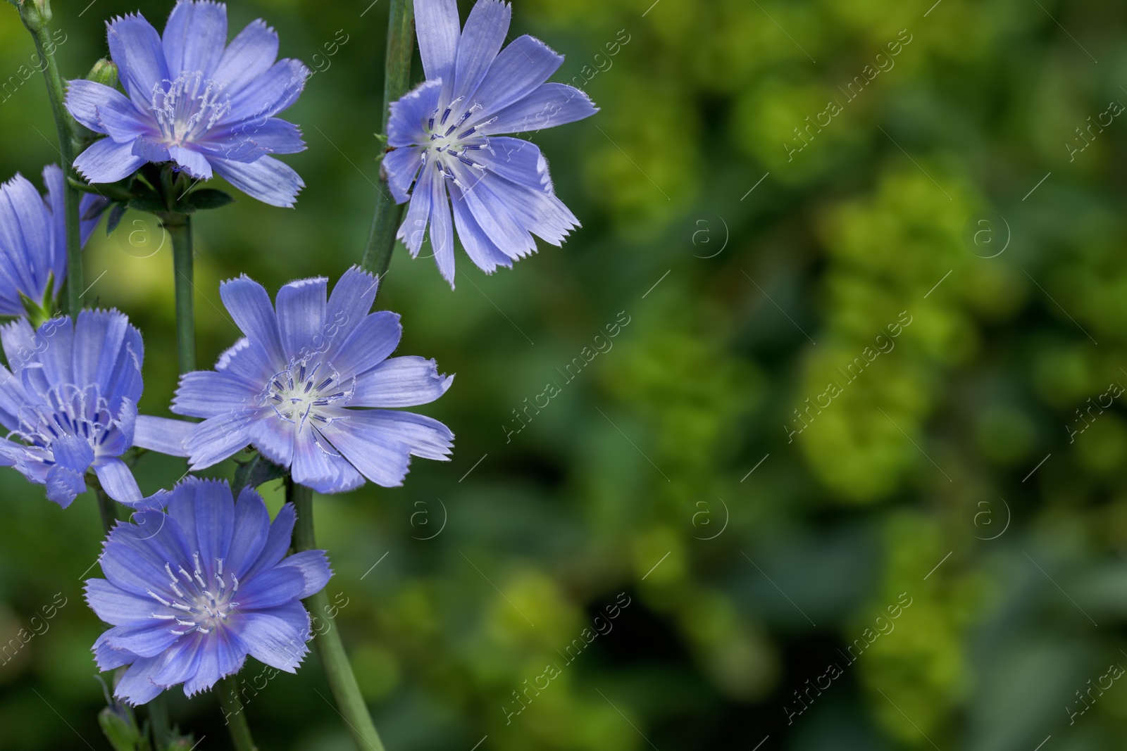 Beautiful blooming chicory flowers growing outdoors, closeup. Space for text Photo of Beautiful blooming chicory flowers growing outdoors, closeup. Space for text