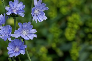 Beautiful blooming chicory flowers growing outdoors, closeup. Space for text Photo of Beautiful blooming chicory flowers growing outdoors, closeup. Space for text