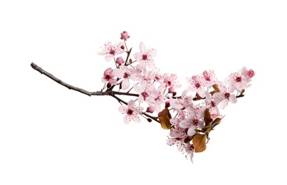 Cherry tree branch with beautiful pink blossoms isolated on white Photo of Cherry tree branch with beautiful pink blossoms isolated on white
