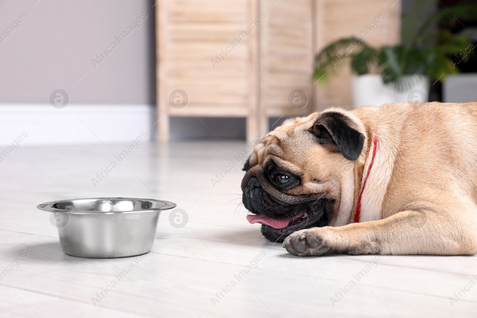Cute pug dog suffering from heat stroke near bowl of water on floor at home Photo of Cute pug dog suffering from heat stroke near bowl of water on floor at home