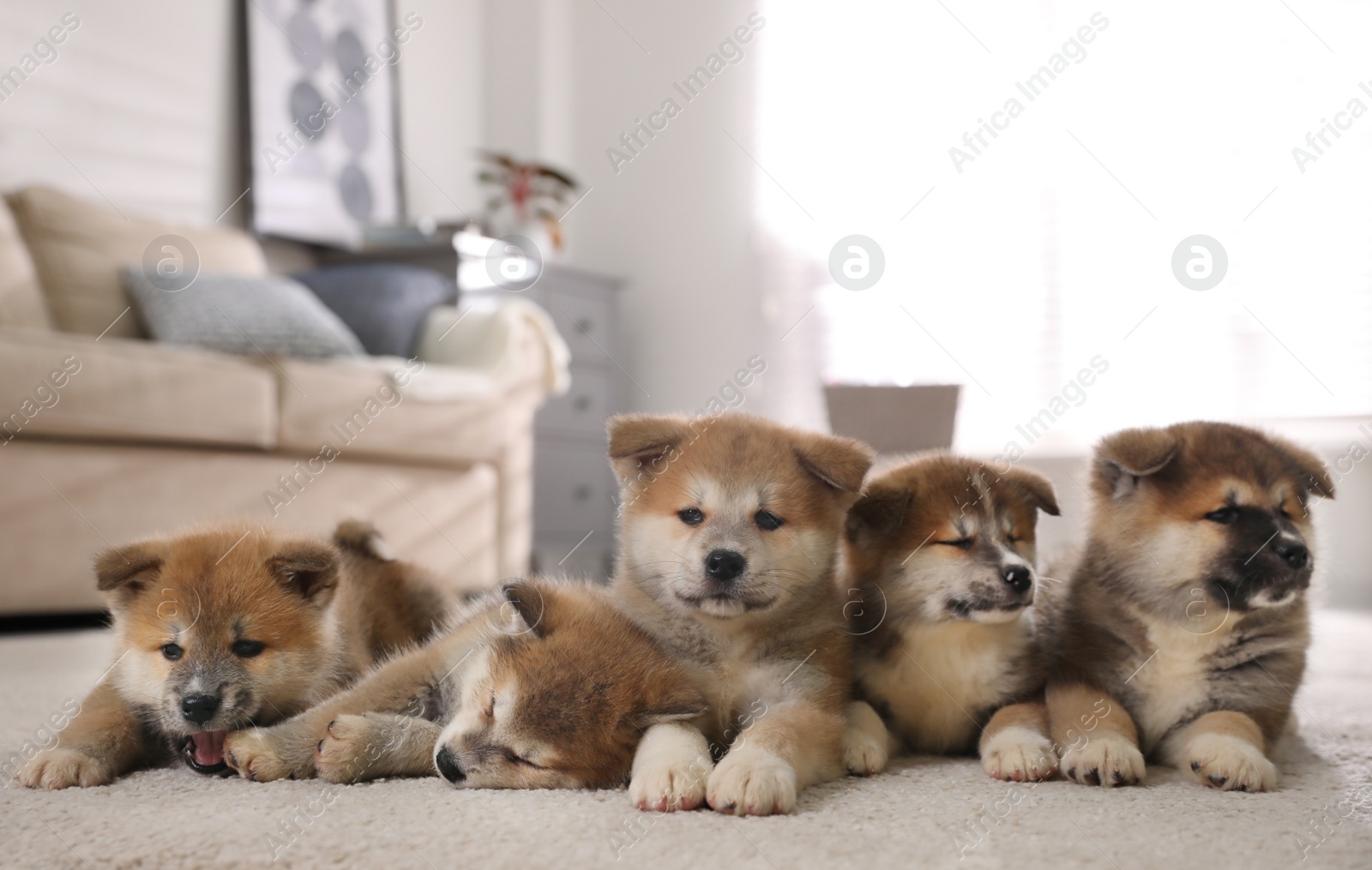 Adorable Akita Inu puppies on carpet indoors Photo of Adorable Akita Inu puppies on carpet indoors