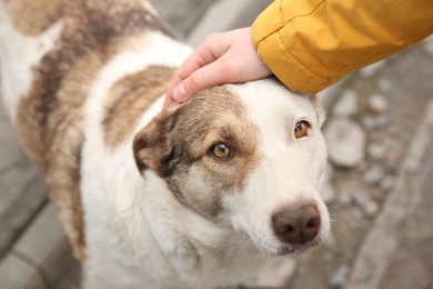 Homeless dog on city street. Abandoned animal Photo of Homeless dog on city street. Abandoned animal