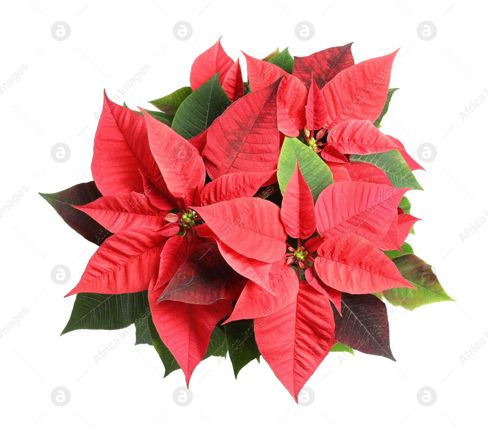 Photo of Red Poinsettia isolated on white, top view. Christmas traditional flower