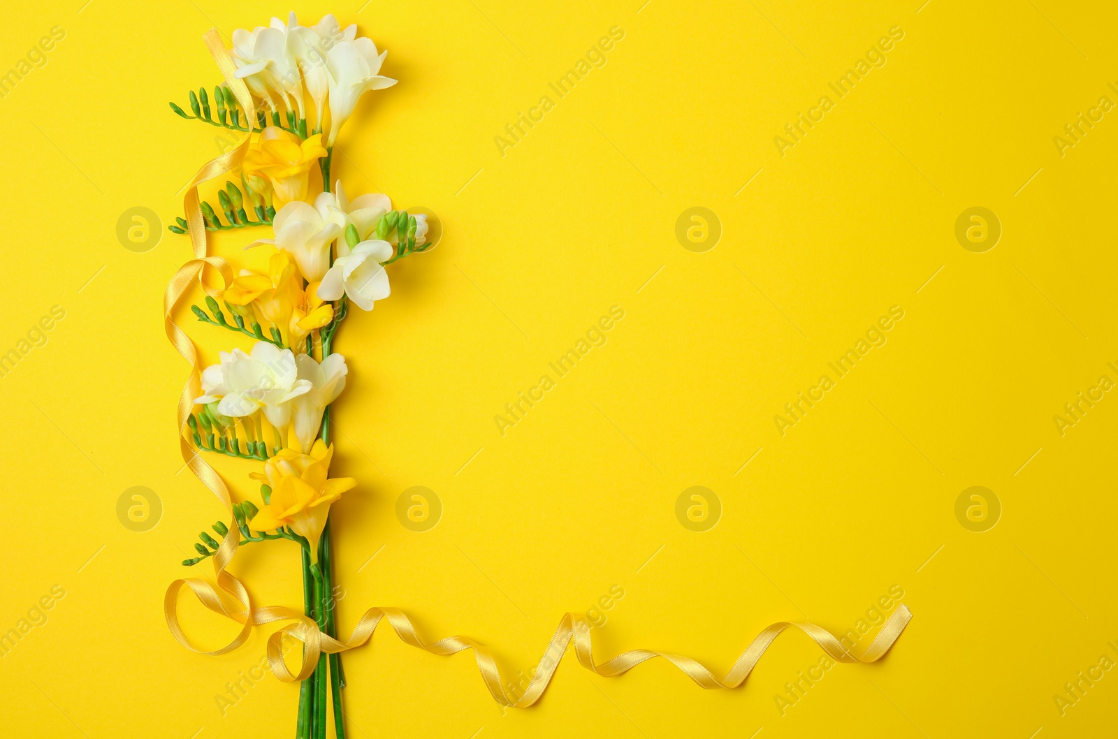 Beautiful freesia flowers on color background Photo of Beautiful freesia flowers on color background