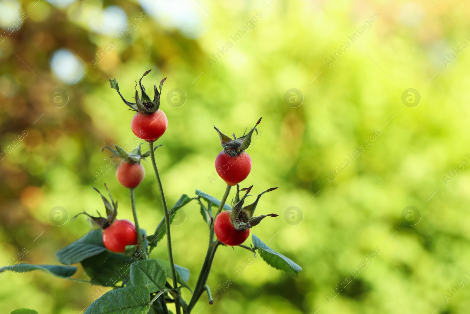 Ripe rose hip berries on bush outdoors, closeup Photo of Ripe rose hip berries on bush outdoors, closeup