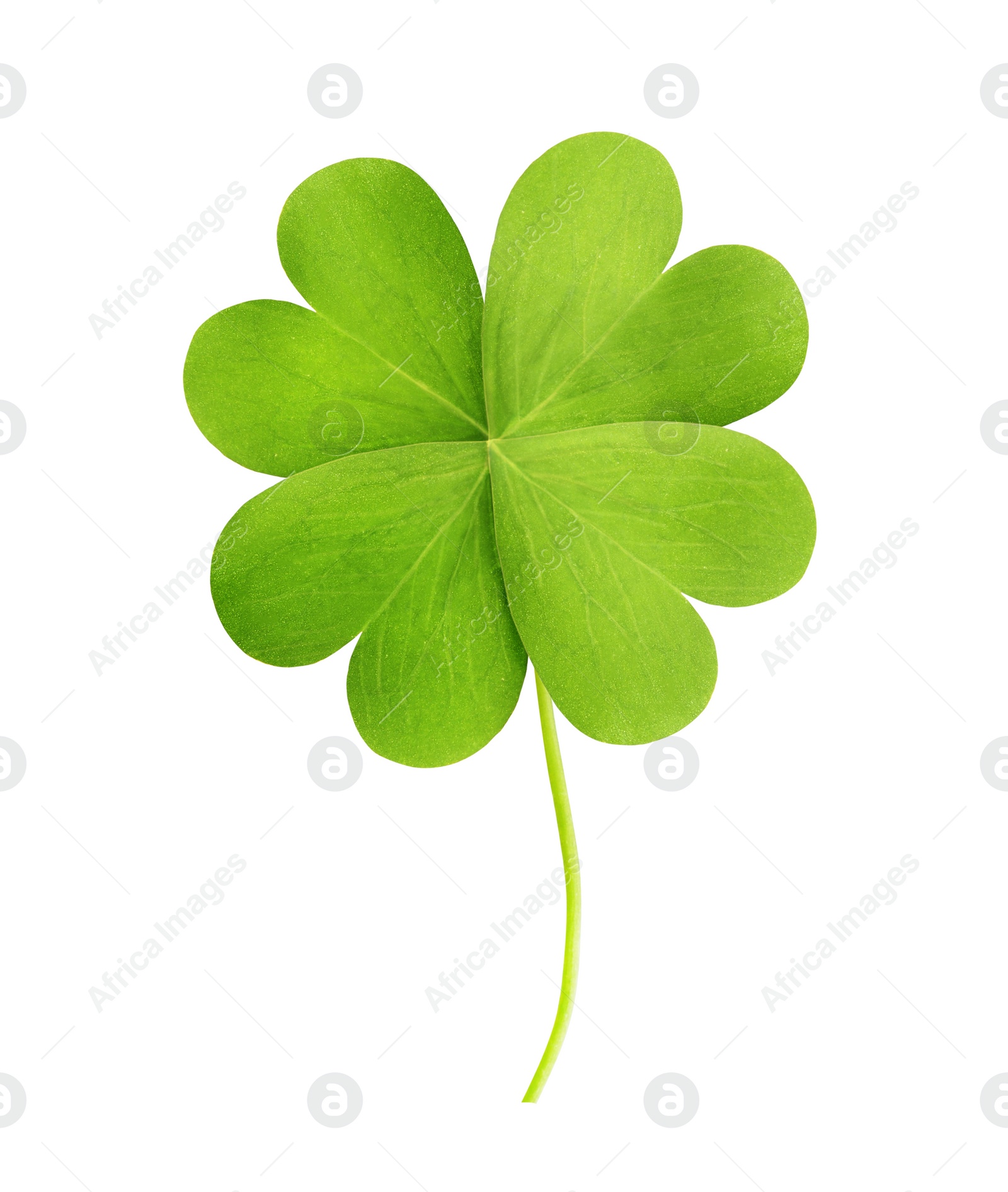 Fresh green four-leaf clover on white background Image of Fresh green four-leaf clover on white background