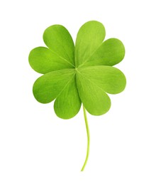 Fresh green four-leaf clover on white background Image of Fresh green four-leaf clover on white background