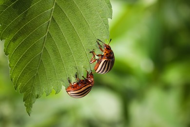 Colorado potato beetles on green leaf against blurred background, closeup. Space for text Photo of Colorado potato beetles on green leaf against blurred background, closeup. Space for text