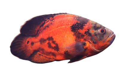 Beautiful bright oscar fish on white background Image of Beautiful bright oscar fish on white background