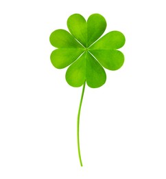 Fresh green four-leaf clover on white background Image of Fresh green four-leaf clover on white background