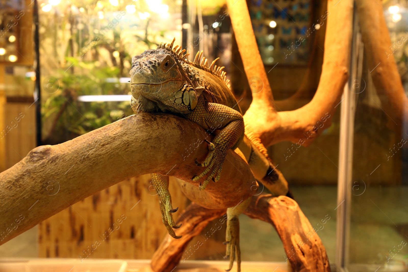 Beautiful iguana on tree branch at herpetarium Photo of Beautiful iguana on tree branch at herpetarium