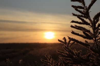 Beautiful plant with cobweb in field at sunrise, closeup. Early morning landscape Photo of Beautiful plant with cobweb in field at sunrise, closeup. Early morning landscape
