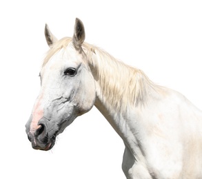 Gorgeous horse isolated on white, closeup view Image of Gorgeous horse isolated on white, closeup view