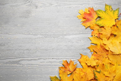 Photo of Beautiful autumn leaves and space for text on light grey wooden background, top view