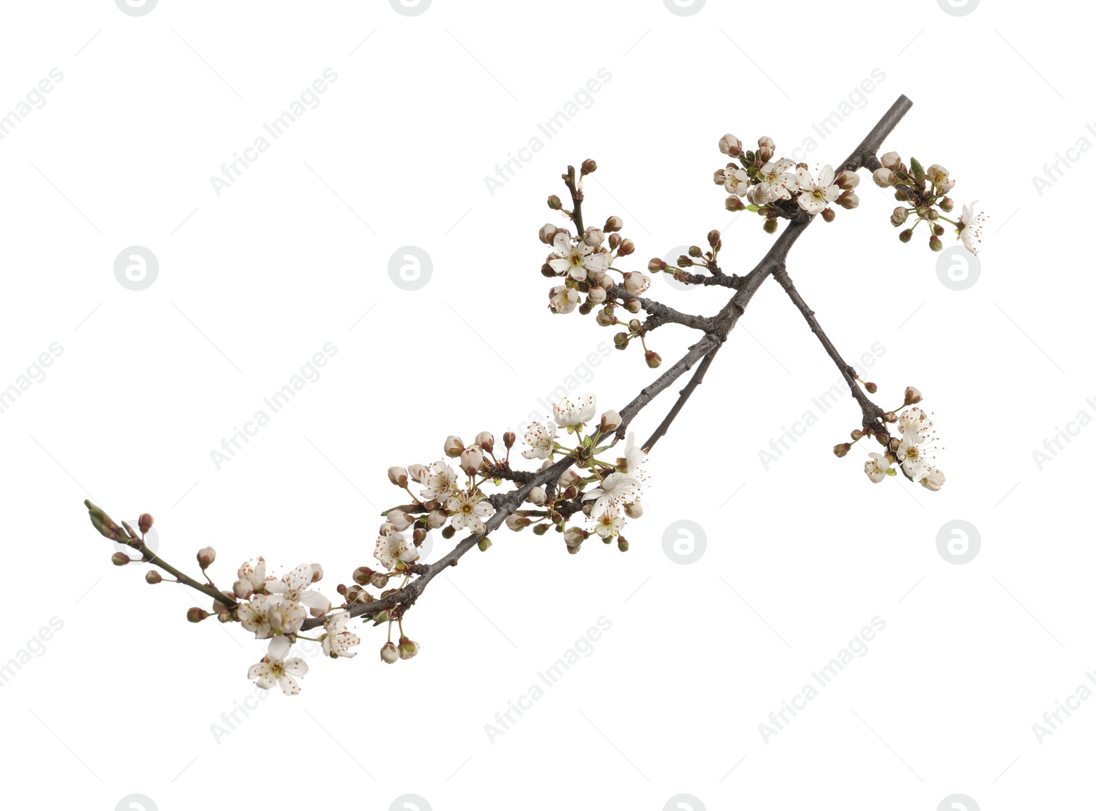 Cherry tree branch with beautiful blossoms isolated on white Photo of Cherry tree branch with beautiful blossoms isolated on white