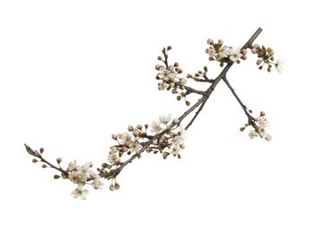 Cherry tree branch with beautiful blossoms isolated on white Photo of Cherry tree branch with beautiful blossoms isolated on white