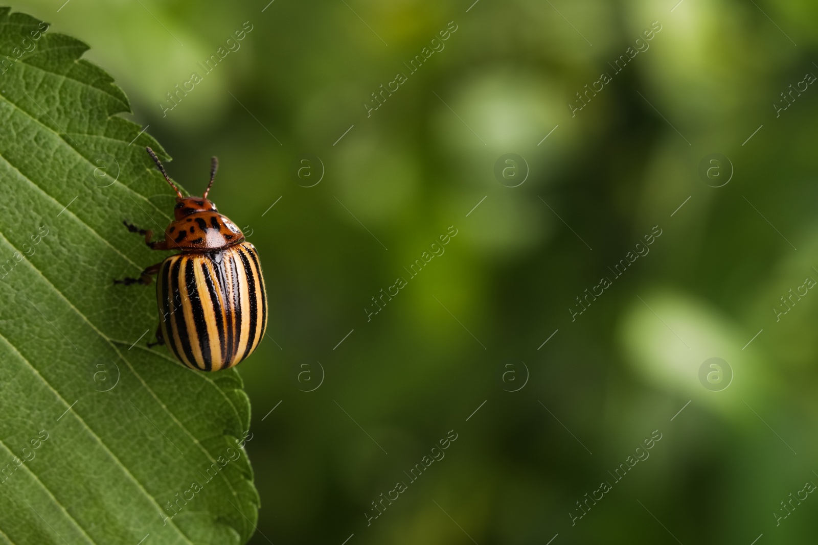 Photo of Colorado potato beetle on green leaf against blurred background, closeup. Space for text