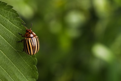 Colorado potato beetle on green leaf against blurred background, closeup. Space for text Photo of Colorado potato beetle on green leaf against blurred background, closeup. Space for text