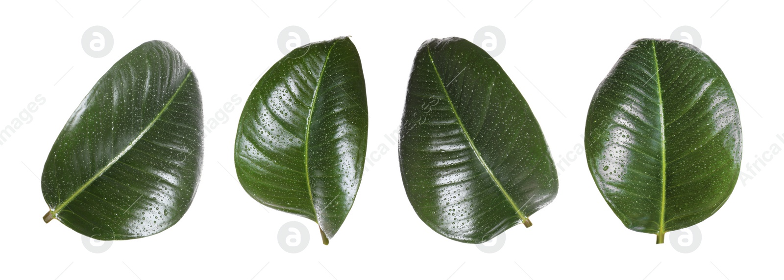 Beautiful fresh green leaves with water drops on white background, collage. Banner design Image of Beautiful fresh green leaves with water drops on white background, collage. Banner design